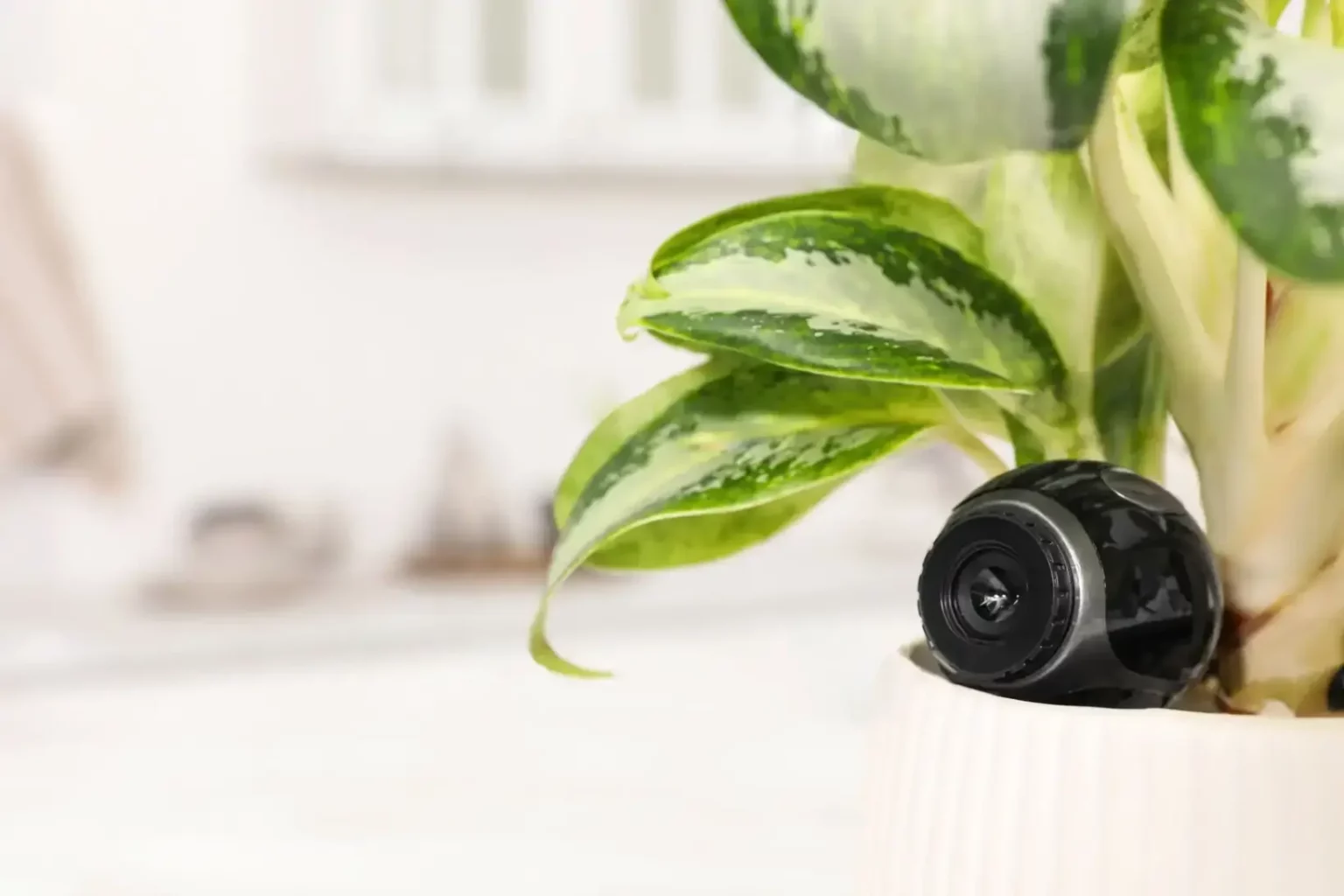 Une mini caméra espion Dealeez posée dans le pot d'une plante